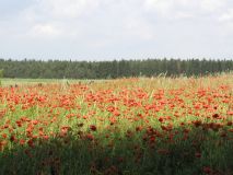 Mohn